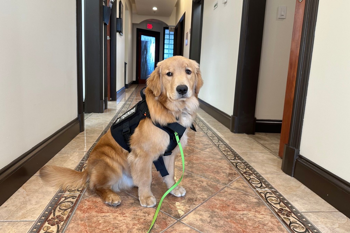 Medical_service_dog