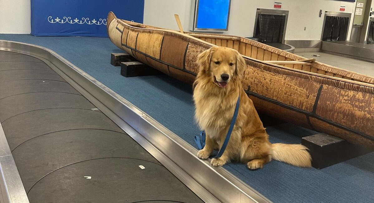 Service Dog in training