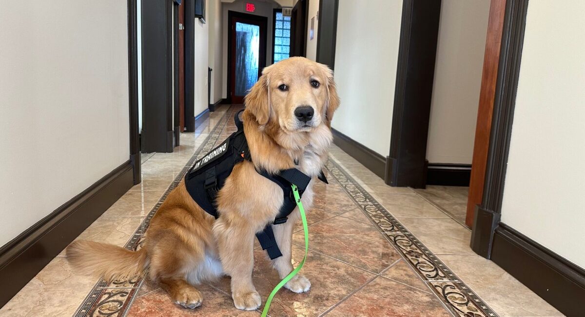 Medical scent service dogs