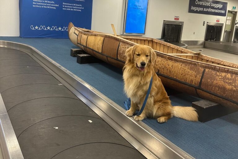 Service Dog training