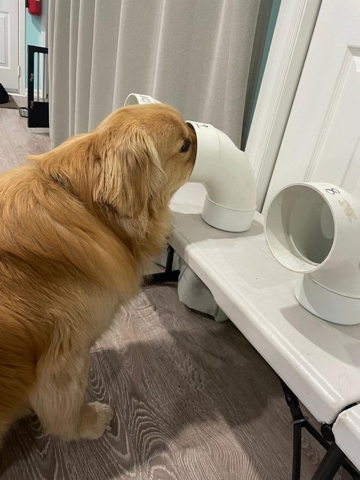 Medical Scent Detection Dogs