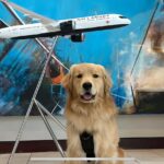 Revolutionizing Patient Care: The Future of Medical Scent Detection